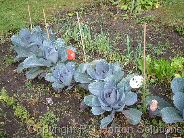 Cabbages Grantham